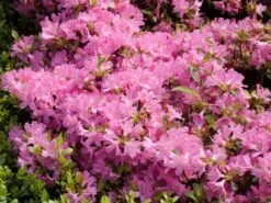 Japanische Azalee 'Diamant Rosa' ®