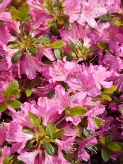 Japanische Azalee 'Diamant Rosa' ® -Angebote Wurzel Zeit Store japanische azalee diamant rosa m003376 w 1