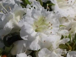 Japanische Azalee 'Eisprinzessin' -Angebote Wurzel Zeit Store japanische azalee eisprinzessin m006896 w 2