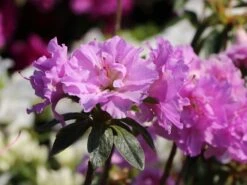 Japanische Azalee 'Elsie Lee'
