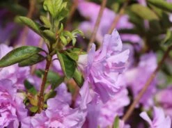 Japanische Azalee 'Elsie Lee' -Angebote Wurzel Zeit Store japanische azalee elsie lee m004102 w 0