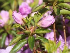 Japanische Azalee 'Elsie Lee' -Angebote Wurzel Zeit Store japanische azalee elsie lee m004102 w 1