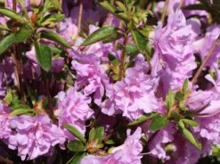 Japanische Azalee 'Elsie Lee' -Angebote Wurzel Zeit Store japanische azalee elsie lee m004102 w 2