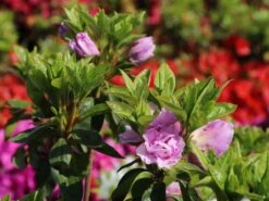 Japanische Azalee 'Elsie Lee' -Angebote Wurzel Zeit Store japanische azalee elsie lee m004102 w 3