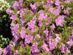 Japanische Azalee 'Elsie Lee' -Angebote Wurzel Zeit Store japanische azalee elsie lee m004102 w 4