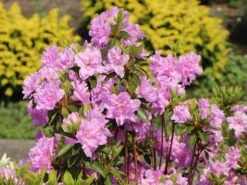 Japanische Azalee 'Elsie Lee' -Angebote Wurzel Zeit Store japanische azalee elsie lee m004102 w 5