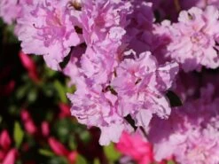 Japanische Azalee 'Elsie Lee' -Angebote Wurzel Zeit Store japanische azalee elsie lee m004102 w 6