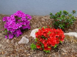 Japanische Azalee 'Fridoline' -Angebote Wurzel Zeit Store japanische azalee fridoline m004108 272173 0