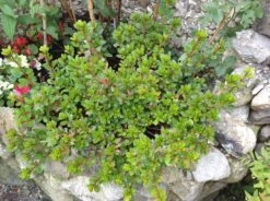 Japanische Azalee 'Fridoline' -Angebote Wurzel Zeit Store japanische azalee fridoline m004108 740911 0