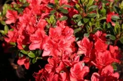 Japanische Azalee 'Fridoline' -Angebote Wurzel Zeit Store japanische azalee fridoline m004108 w 0