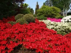 Japanische Azalee 'Fridoline' -Angebote Wurzel Zeit Store japanische azalee fridoline m004108 w 1