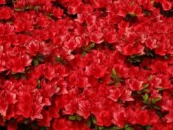 Japanische Azalee 'Fridoline' -Angebote Wurzel Zeit Store japanische azalee fridoline m004108 w 2