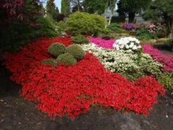 Japanische Azalee 'Fridoline' -Angebote Wurzel Zeit Store japanische azalee fridoline m004108 w 3