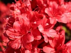 Japanische Azalee 'Fridoline' -Angebote Wurzel Zeit Store japanische azalee fridoline m004108 w 4