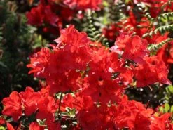 Japanische Azalee 'Fridoline' -Angebote Wurzel Zeit Store japanische azalee fridoline m004108 w 5