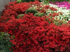 Japanische Azalee 'Fridoline' -Angebote Wurzel Zeit Store japanische azalee fridoline m004108 w 6