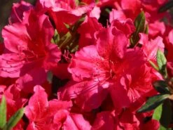 Japanische Azalee 'Georg Arends' -Angebote Wurzel Zeit Store japanische azalee georg arends m004112 w 0