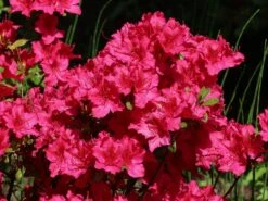 Japanische Azalee 'Georg Arends' -Angebote Wurzel Zeit Store japanische azalee georg arends m004112 w 1