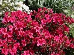 Japanische Azalee 'Georg Arends' -Angebote Wurzel Zeit Store japanische azalee georg arends m004112 w 2