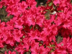 Japanische Azalee 'Georg Arends' -Angebote Wurzel Zeit Store japanische azalee georg arends m004112 w 3