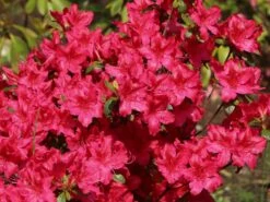 Japanische Azalee 'Georg Arends' -Angebote Wurzel Zeit Store japanische azalee georg arends m004112 w 4