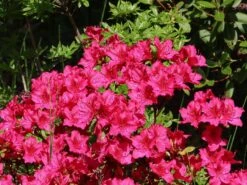 Japanische Azalee 'Georg Arends' -Angebote Wurzel Zeit Store japanische azalee georg arends m004112 w 5