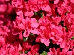 Japanische Azalee 'Gislinde' -Angebote Wurzel Zeit Store japanische azalee gislinde m004114 w 0