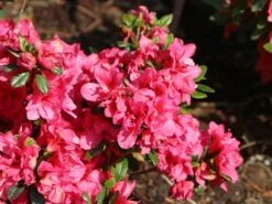 Japanische Azalee 'Gislinde' -Angebote Wurzel Zeit Store japanische azalee gislinde m004114 w 1