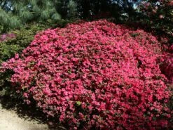 Japanische Azalee 'Gislinde' -Angebote Wurzel Zeit Store japanische azalee gislinde m004114 w 2