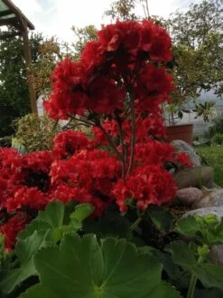 Japanische Azalee 'Hot Shot Variegated' -Angebote Wurzel Zeit Store japanische azalee hot shot variegated m004120 850071 0