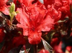 Japanische Azalee 'Hot Shot Variegated' -Angebote Wurzel Zeit Store japanische azalee hot shot variegated m004120 w 1