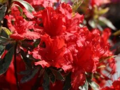 Japanische Azalee 'Hot Shot Variegated' -Angebote Wurzel Zeit Store japanische azalee hot shot variegated m004120 w 2