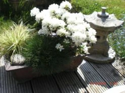 Japanische Azalee 'Kermesina Alba' -Angebote Wurzel Zeit Store japanische azalee kermesina alba m002406 415335 0