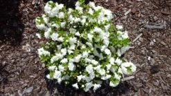 Japanische Azalee 'Kermesina Alba' -Angebote Wurzel Zeit Store japanische azalee kermesina alba m002406 547500 0