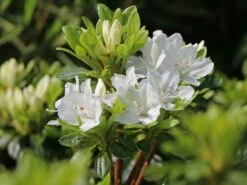 Japanische Azalee 'Kermesina Alba'