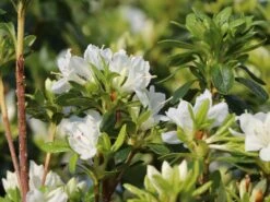Japanische Azalee 'Kermesina Alba' -Angebote Wurzel Zeit Store japanische azalee kermesina alba m002406 w 0