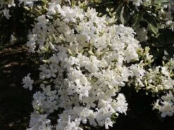 Japanische Azalee 'Kermesina Alba' -Angebote Wurzel Zeit Store japanische azalee kermesina alba m002406 w 3