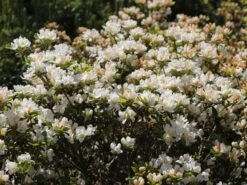 Japanische Azalee 'Kermesina Alba' -Angebote Wurzel Zeit Store japanische azalee kermesina alba m002406 w 4