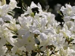 Japanische Azalee 'Kermesina Alba' -Angebote Wurzel Zeit Store japanische azalee kermesina alba m002406 w 5