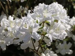 Japanische Azalee 'Kermesina Alba' -Angebote Wurzel Zeit Store japanische azalee kermesina alba m002406 w 6