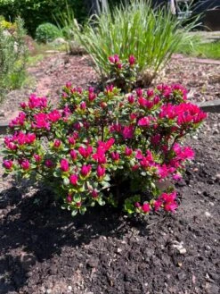 Japanische Azalee 'Kermesina' -Angebote Wurzel Zeit Store japanische azalee kermesina m002410 1337078 0