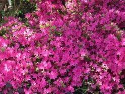 Japanische Azalee 'Kermesina'