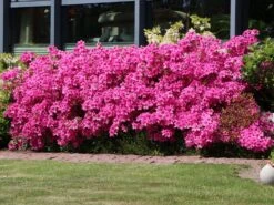 Japanische Azalee 'Kermesina' -Angebote Wurzel Zeit Store japanische azalee kermesina m002410 w 0