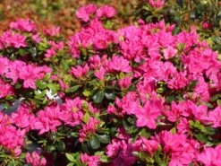 Japanische Azalee 'Kermesina' -Angebote Wurzel Zeit Store japanische azalee kermesina m002410 w 1