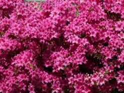 Japanische Azalee 'Kermesina' -Angebote Wurzel Zeit Store japanische azalee kermesina m002410 w 2