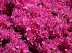 Japanische Azalee 'Kermesina' -Angebote Wurzel Zeit Store japanische azalee kermesina m002410 w 4