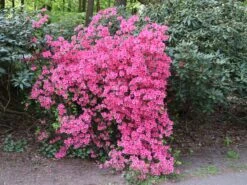 Japanische Azalee 'Kermesina' -Angebote Wurzel Zeit Store japanische azalee kermesina m002410 w 5