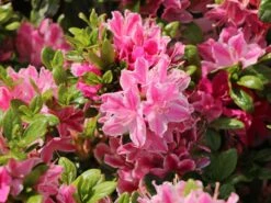 Japanische Azalee 'Kermesina Rosé' -Angebote Wurzel Zeit Store japanische azalee kermesina ros m002408 w 2