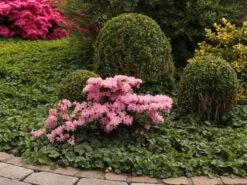 Japanische Azalee 'Kermesina Rosé' -Angebote Wurzel Zeit Store japanische azalee kermesina ros m002408 w 3