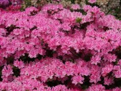 Japanische Azalee 'Kermesina Rosé' -Angebote Wurzel Zeit Store japanische azalee kermesina rose m002408 w 0